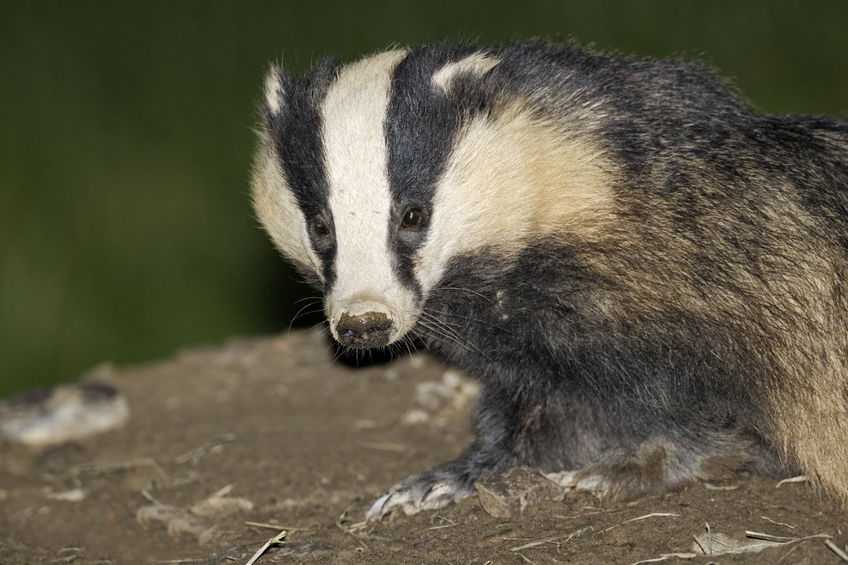 Dr Paton said that culling should be carried out in areas of at least 150 sq km, bounded by rivers or major roads