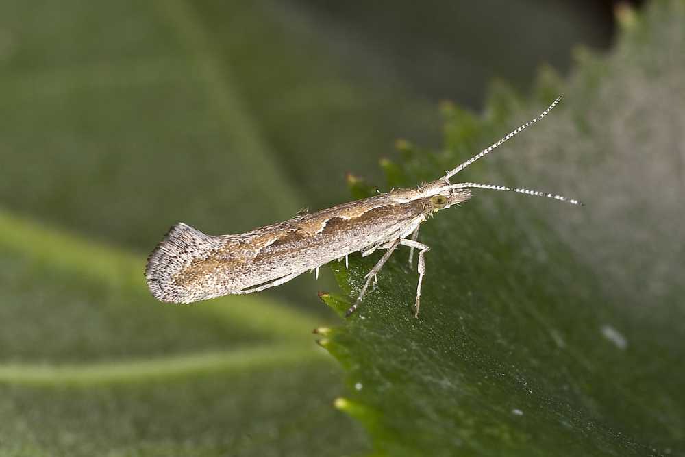 Diamond-back moth can infest crops throughout the UK, usually targetting cabbage, cauliflower, broccoli, Brussels sprout, kale, Chinese cabbage, swede, turnip, oilseed rape and radish