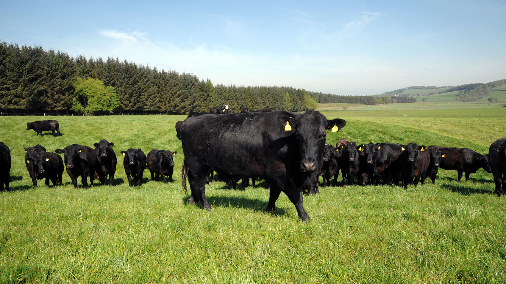 All farms producing cattle destined to be used for meat sold under the Scotch Beef PGI label