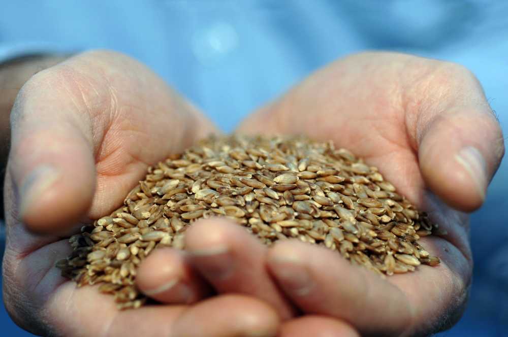 Online grain passports move a step closer to reality as the majority of the industry agree its the way forward (Photo: CSIRO)