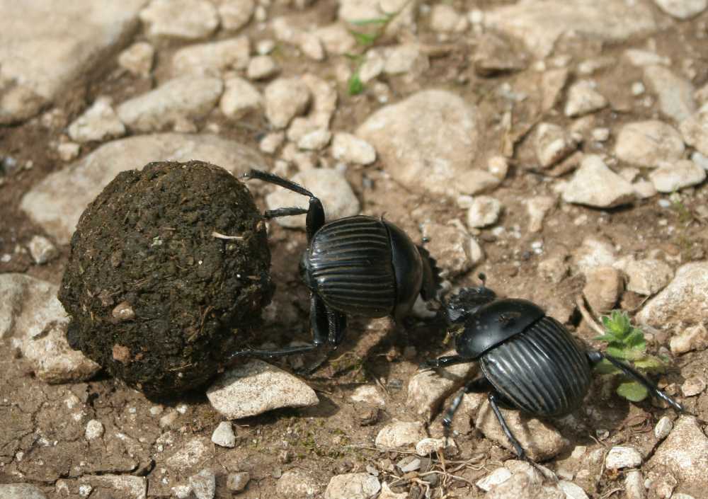 Meet the unsung heroes of dung