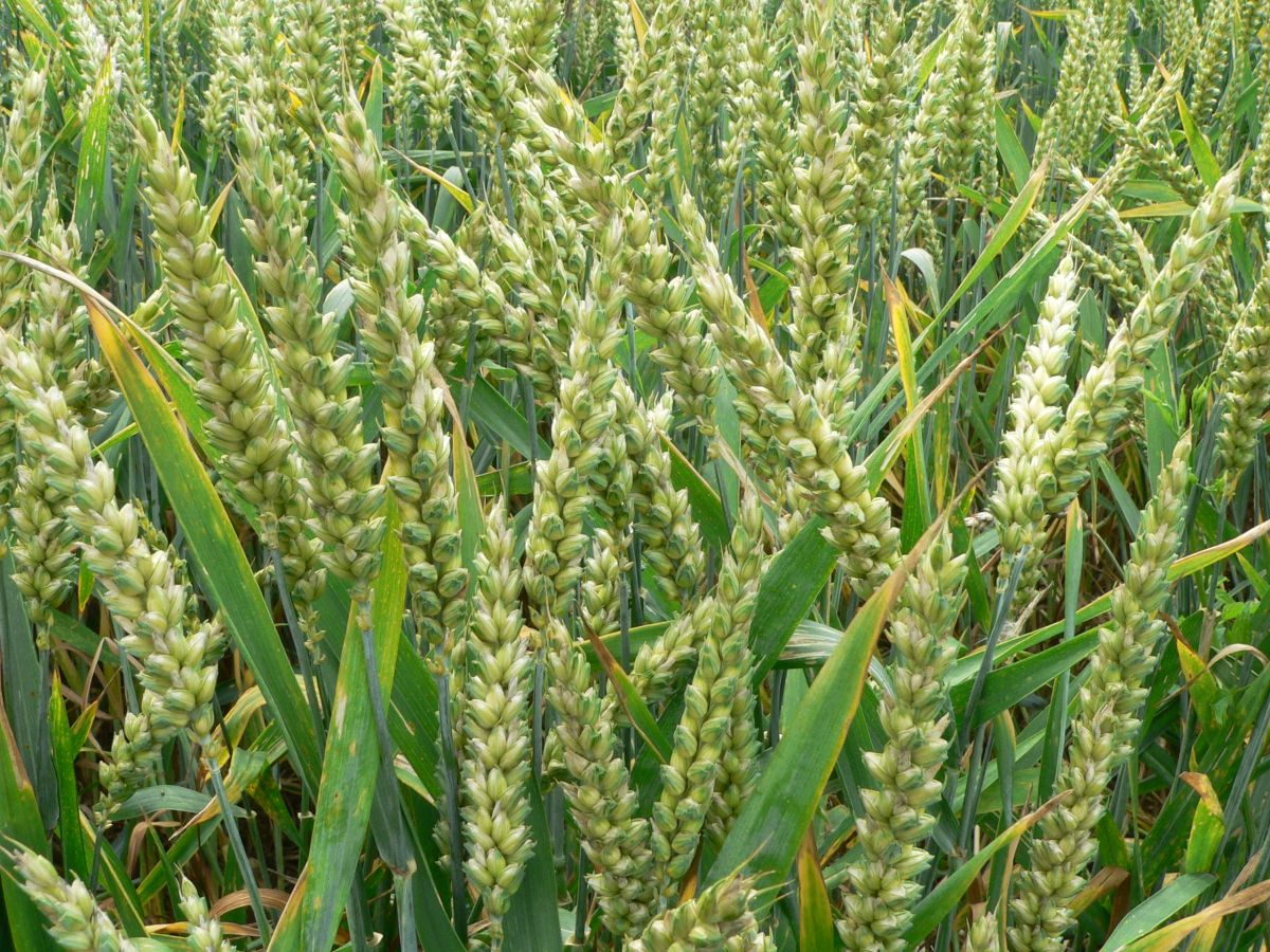 Grain protein is particularly helpful in indicating whether crops are receiving optimal nitrogen management