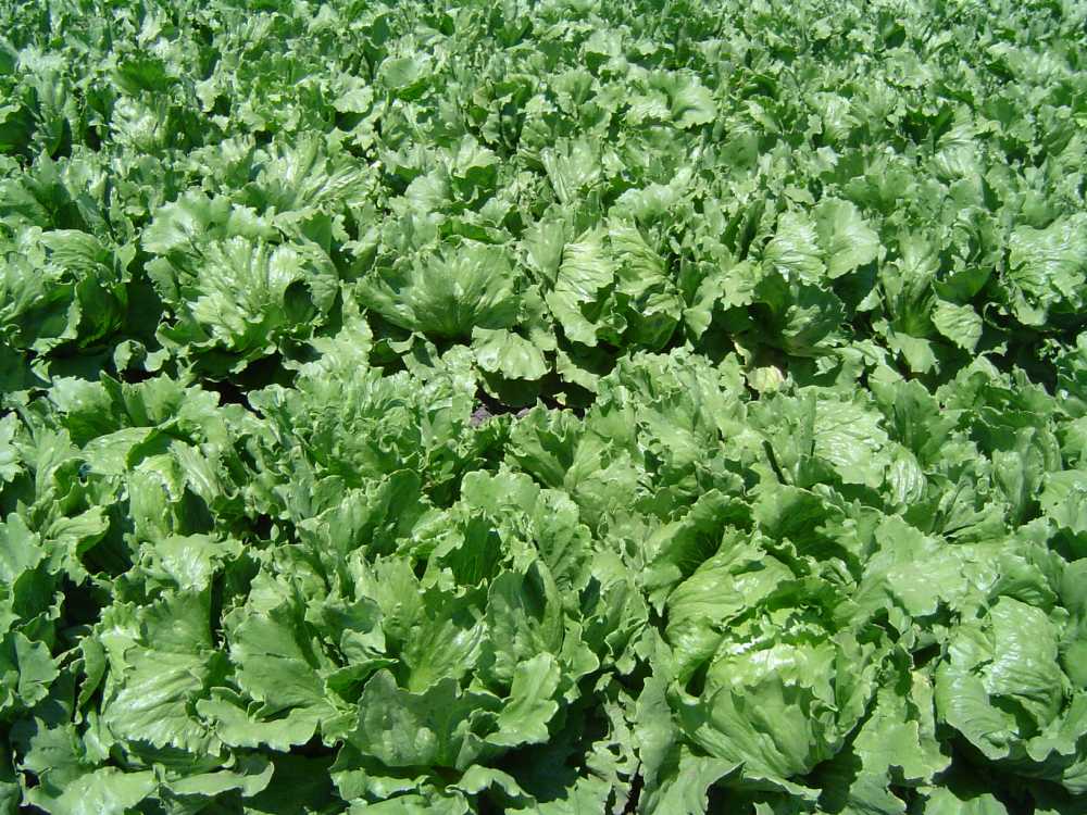 The research calls for salad leaf growers to maintain high food safety standards