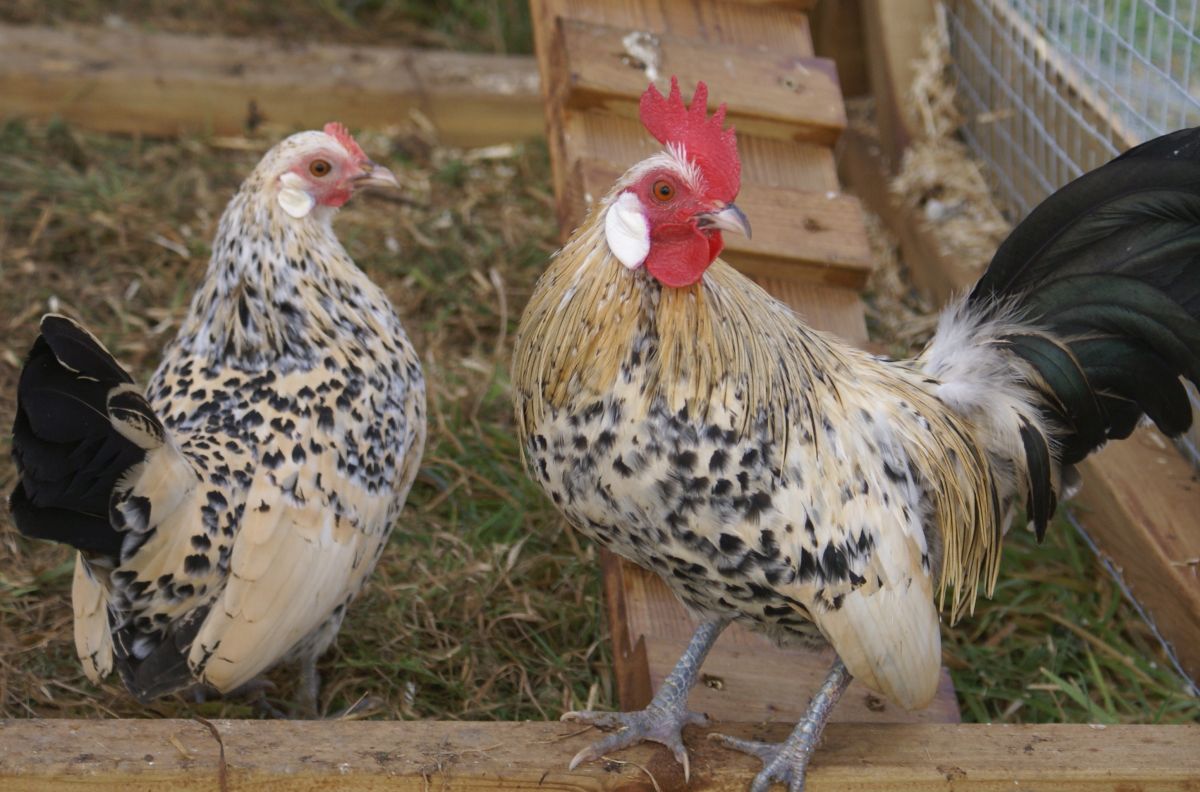 50-70 'Banty' hens were stolen from a field in County Armagh (Stock photo)