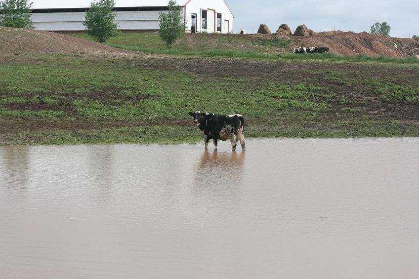 Livestock health is of particular concern to vets when it comes to flooding