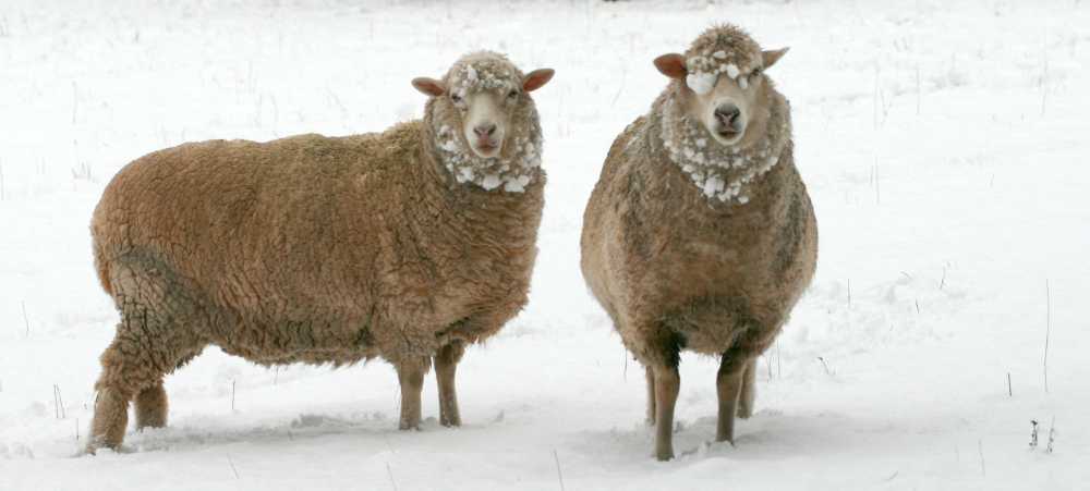 Farmers are urging consumers to think local this Christmas