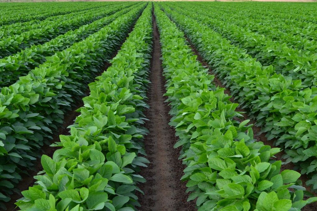 Soybean growing as a crop