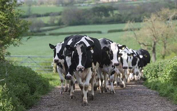 Global demand for dairy products is predicted to increase by 2% per annum over the next ten years