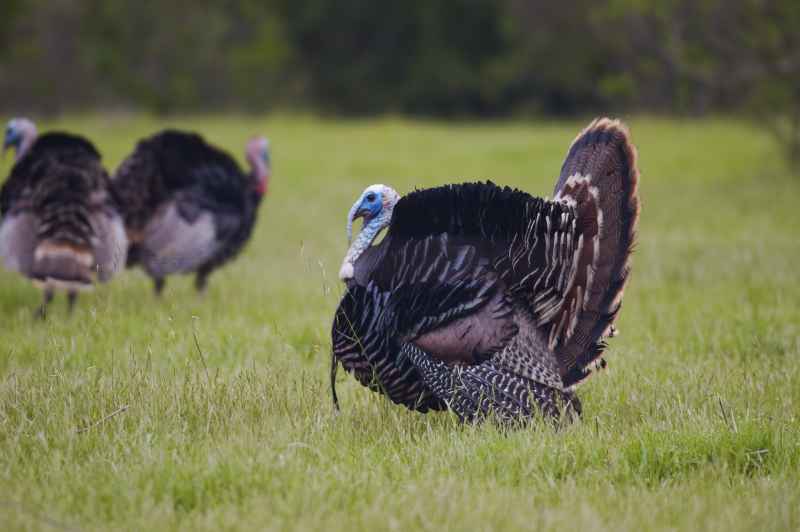 UK KellyBronze breakthrough into US Thanksgiving market (Photo: Yathin S Krishnappa)