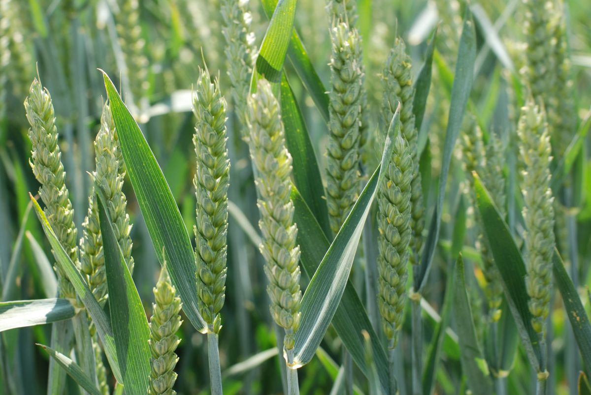 Brian and Caroline, who farm just north of Inverness, achieved 62.5 per cent of their yield potential with a Zulu first winter wheat