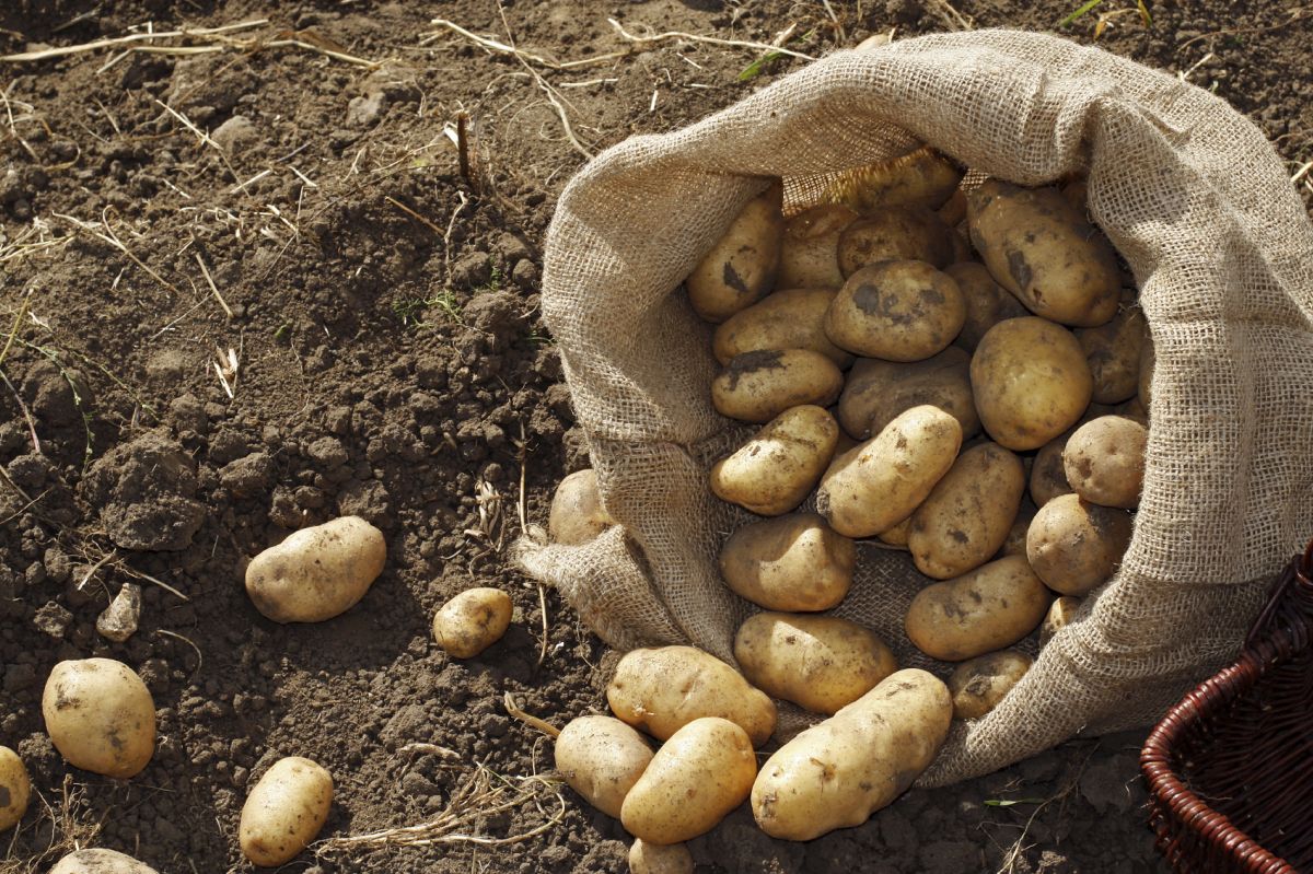 Potato production estimated down 5% at 5.22Mt