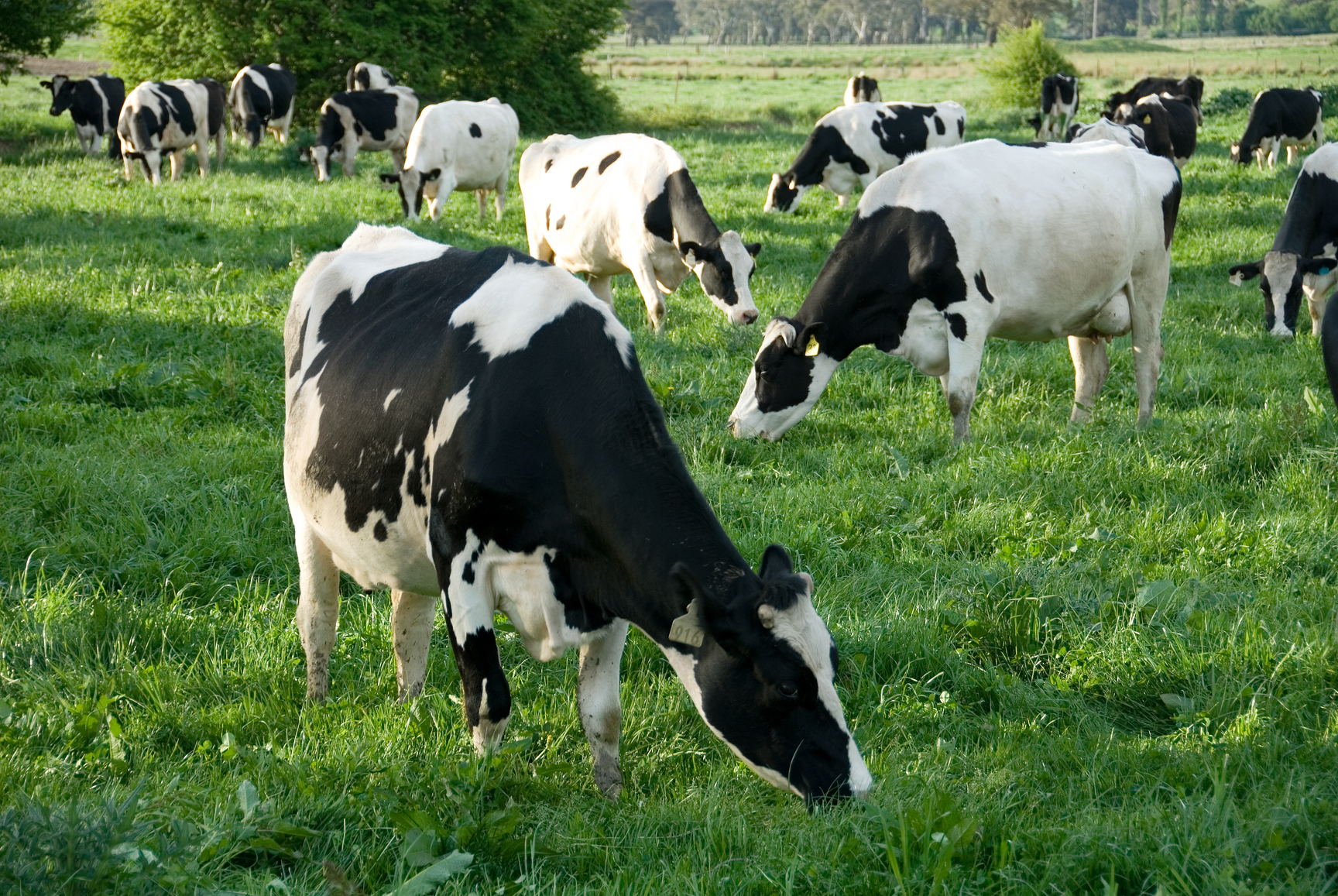 The report states that more than 60% of dairy POs have earned better or more stable milk prices for their farmers