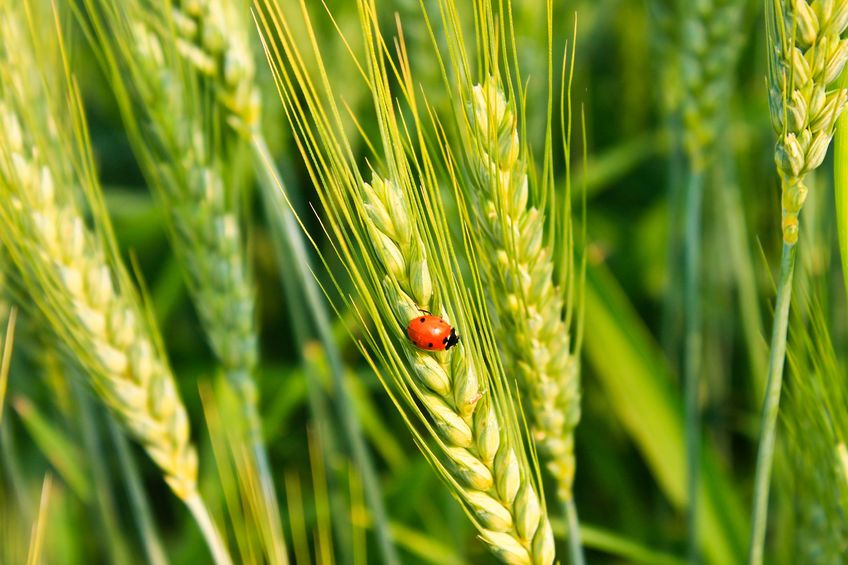 Farming's environmental work must be part of the debate, the NFU have said