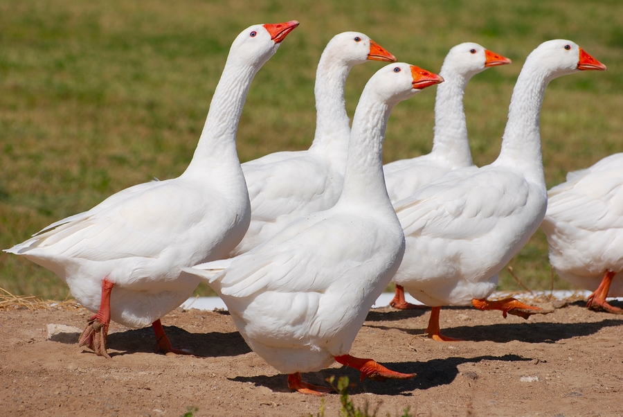 The thieves stole 1,500 geese