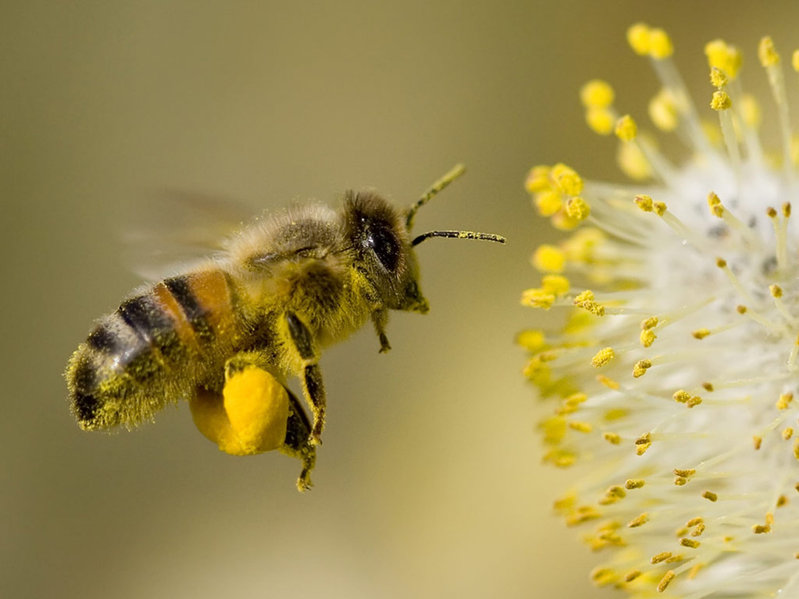 Wildlife and environment groups call for neonic pesticides ban to be retained - and extended to all crops