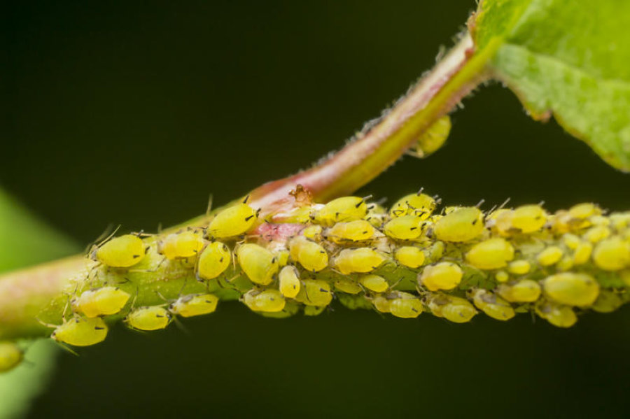 Aphid pests spread disease