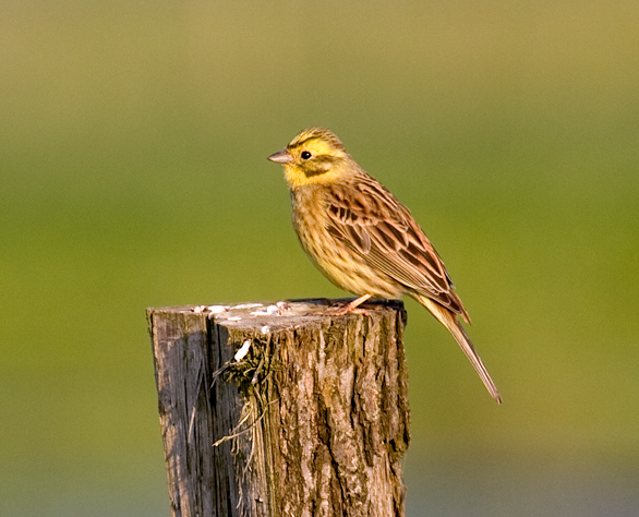 Do you know a Yellowhammer when you see one?