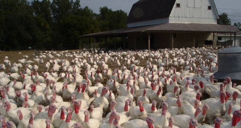 The report says the return of avian influenza (AI) is now 'shaking up' global trade conditions