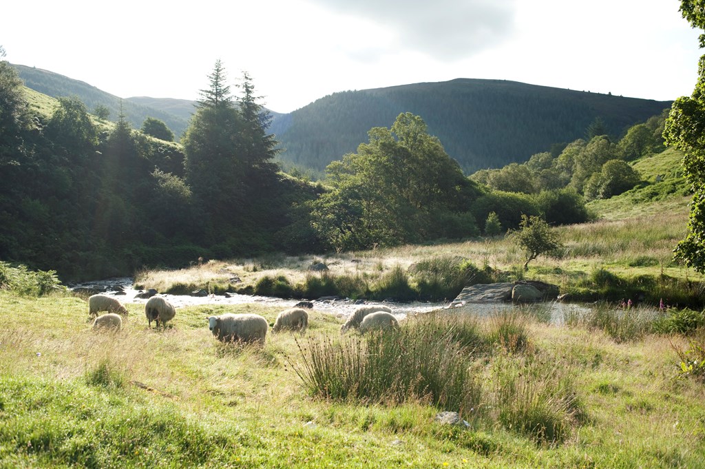 FUW has argued that agricultural support following UK's exit from EU should be maintained