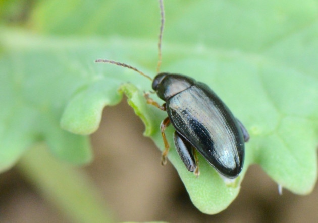 Cabbage stem flea beetle (Psylliodes chrysocephala)