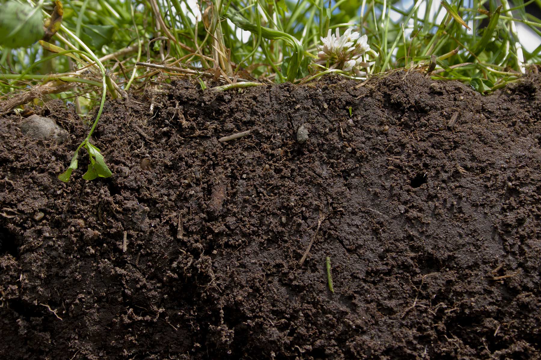 New report explores how nitrogen-fixing plants enhance nutritious diets, carbon sequestration and soil fertility