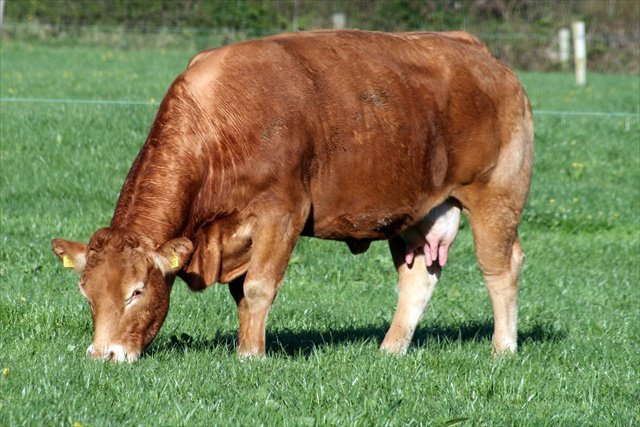 The project team is looking to purchase Limousin or Limousin-cross steers to take part in the programme