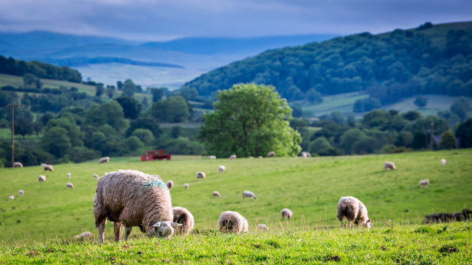 Farmers are wary of the economic uncertainties fuelled by Brexit