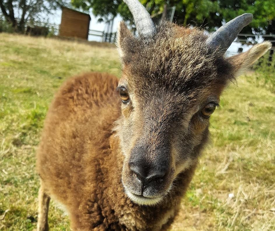 Soay sheep