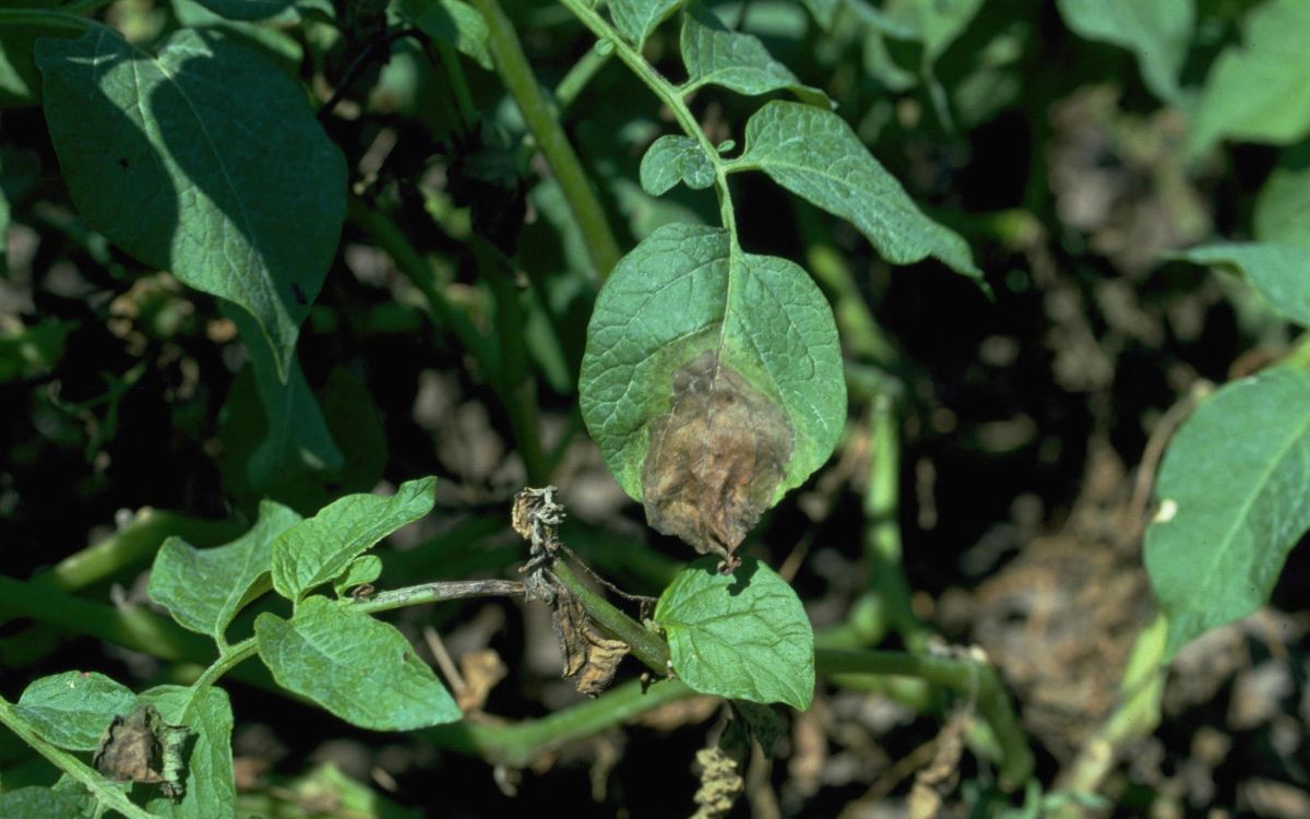 Late blight on potato leaf: At first, the spots are gray-green and water-soaked, but they soon enlarge and turn dark brown and firm, with a rough surface