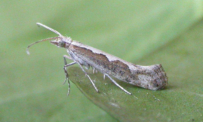Diamond-back moth