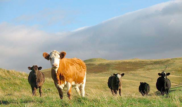 Wales has announced a regionalised approach to tackle bovine TB
