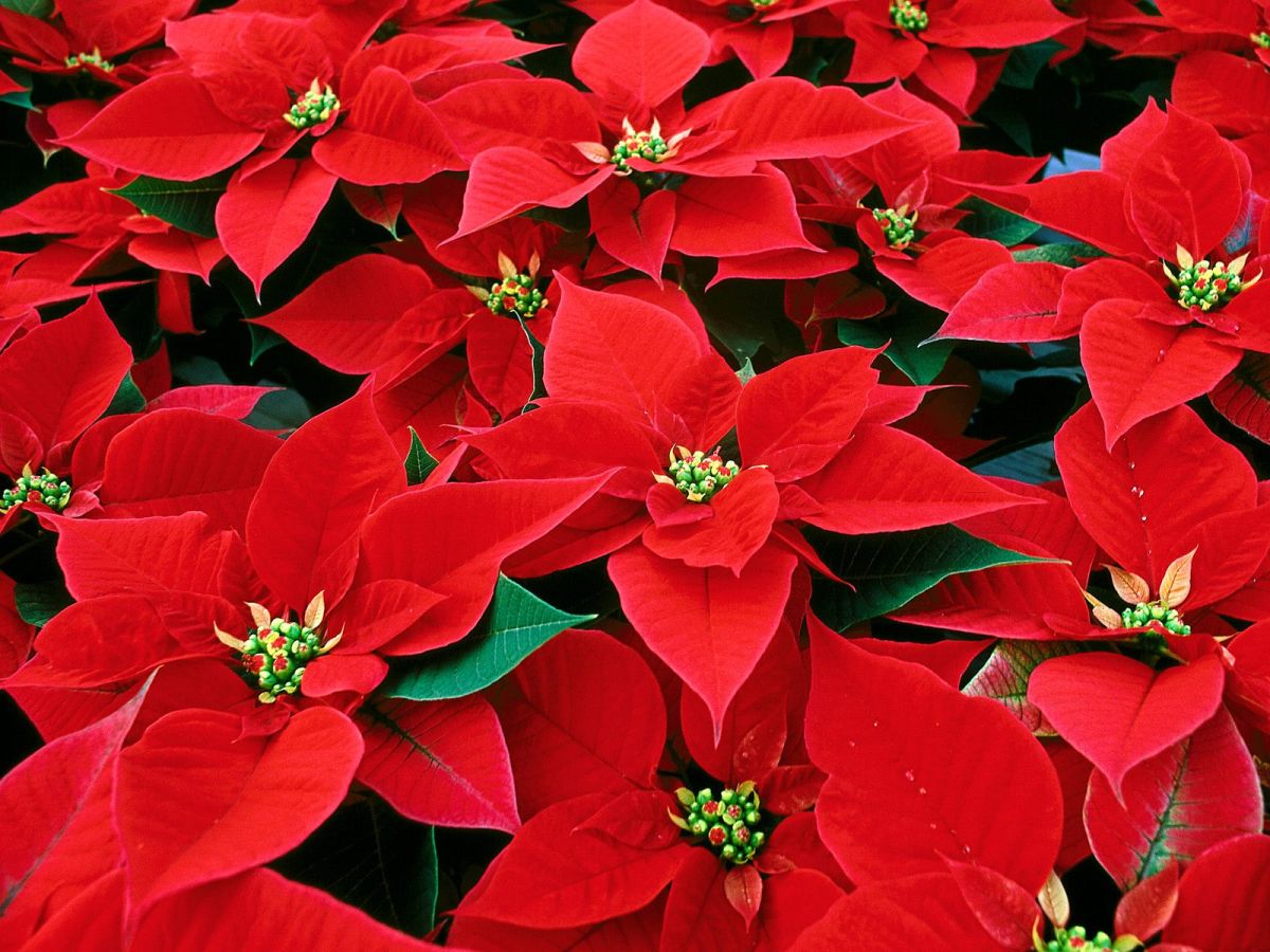 Poinsettias are plants that are widely grown indoors over Christmas for their brightly coloured bracts