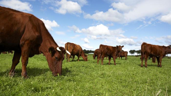 Emissions of the powerful greenhouse gas methane have surged in the past decade, the report finds