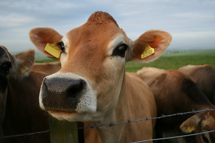 A Jersey cow
