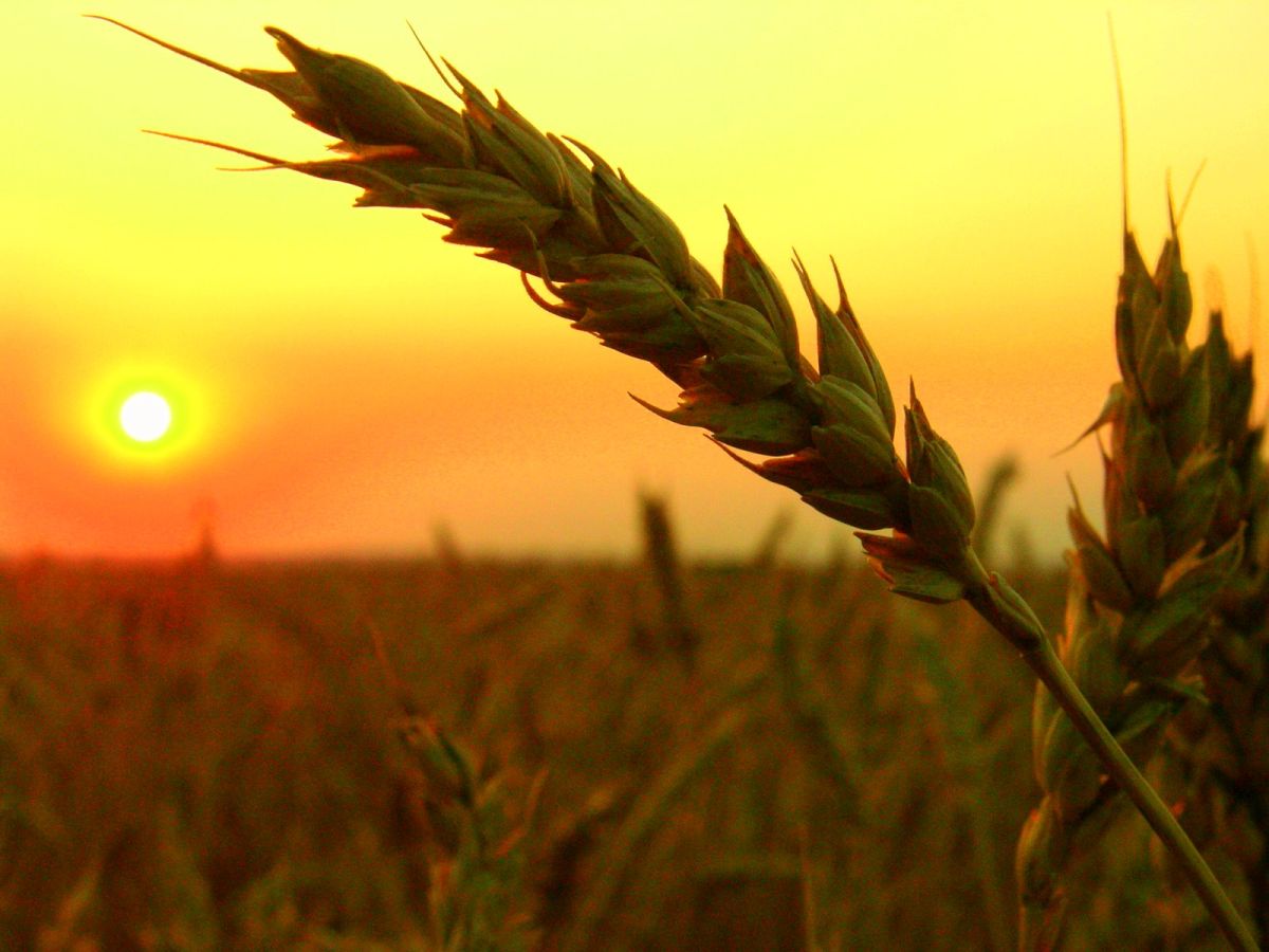 UK-based researchers have discovered a way of increasing crop yield that could tackle the growing global food insecurity crisis