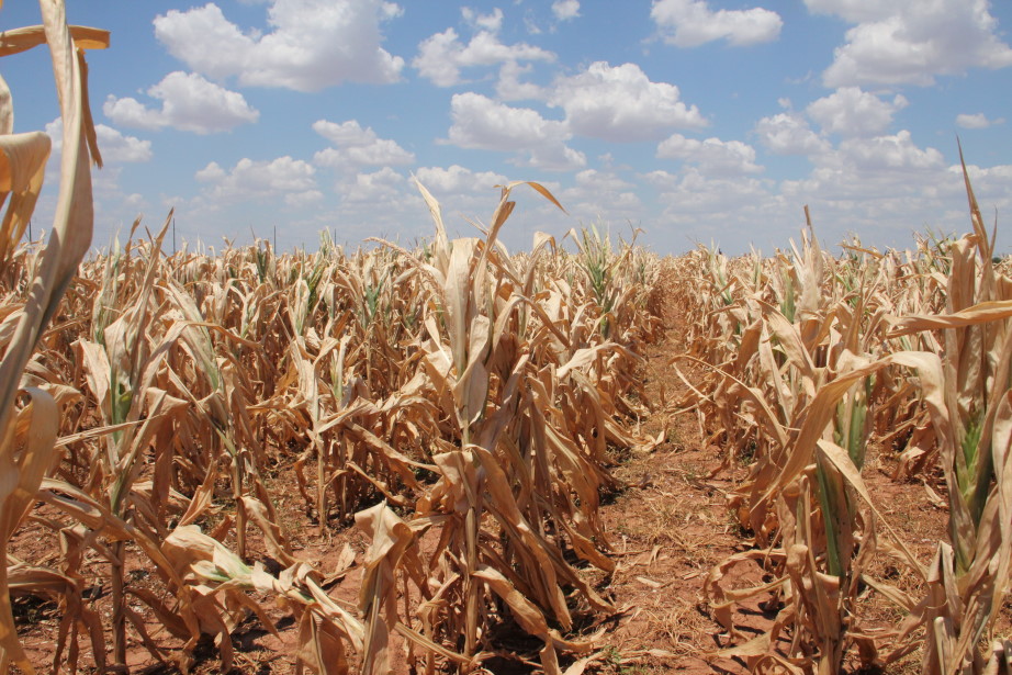 The application, based on controlling naturally-occurring sugars, also increases crop resilience to drought