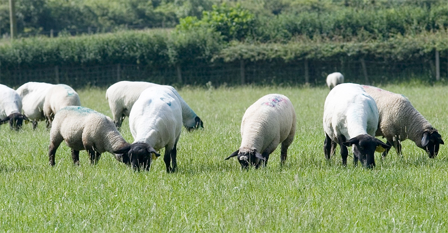 Farmers are being told to stay vigilant for any outbreaks of disease and check with their vet if they observed anything untoward