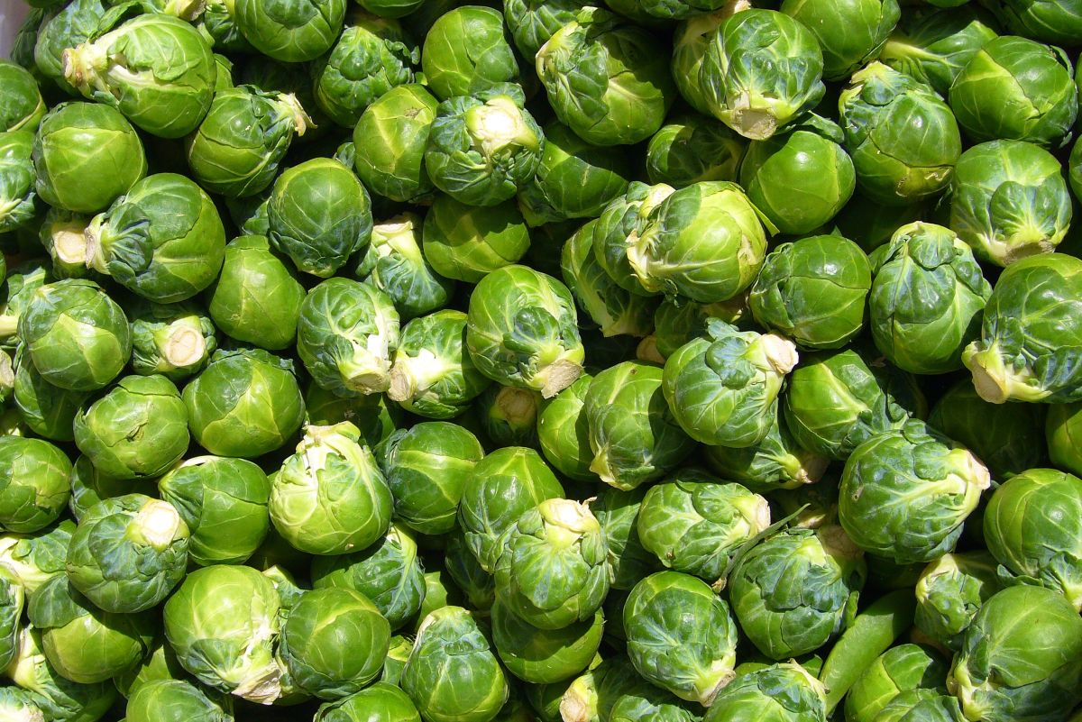 More than a third of the sprouts produced in the UK are harvested for the Christmas period