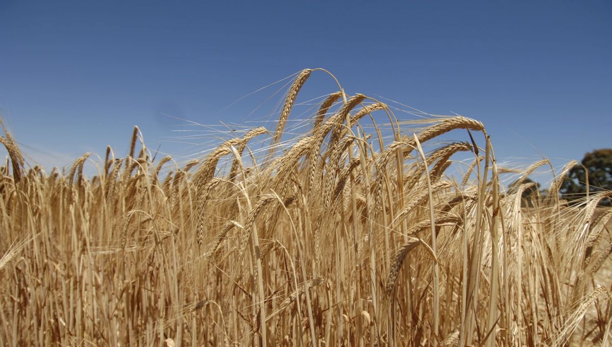 Call to better understand N and S applications in arable crops