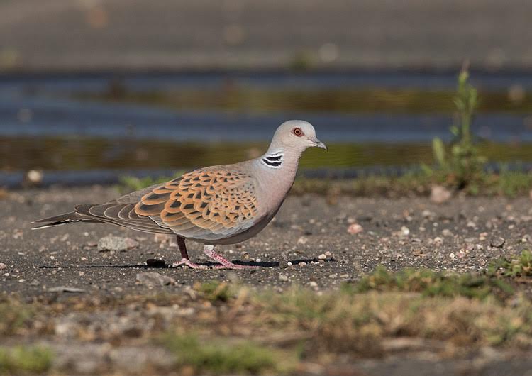 Farmers are being urged to do their bit to help conserve one of the iconic birds of UK farmland