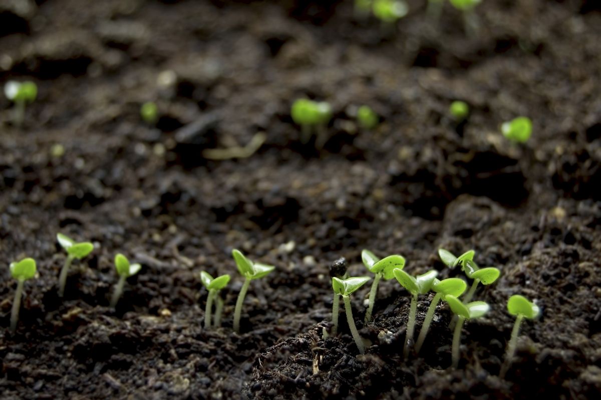 Organic food sales have been growing strongly