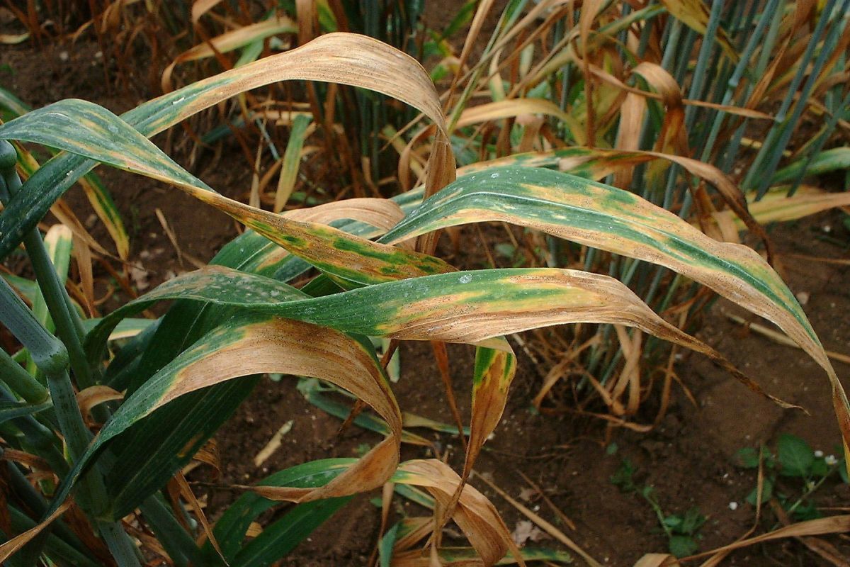 There have already been early reports of yellow rust in several wheat varieties this season