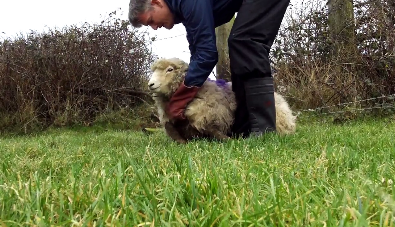 Insp Manley rushed to the scene at Garden village near Gorseinon and cut the sheep free using wire cutters
