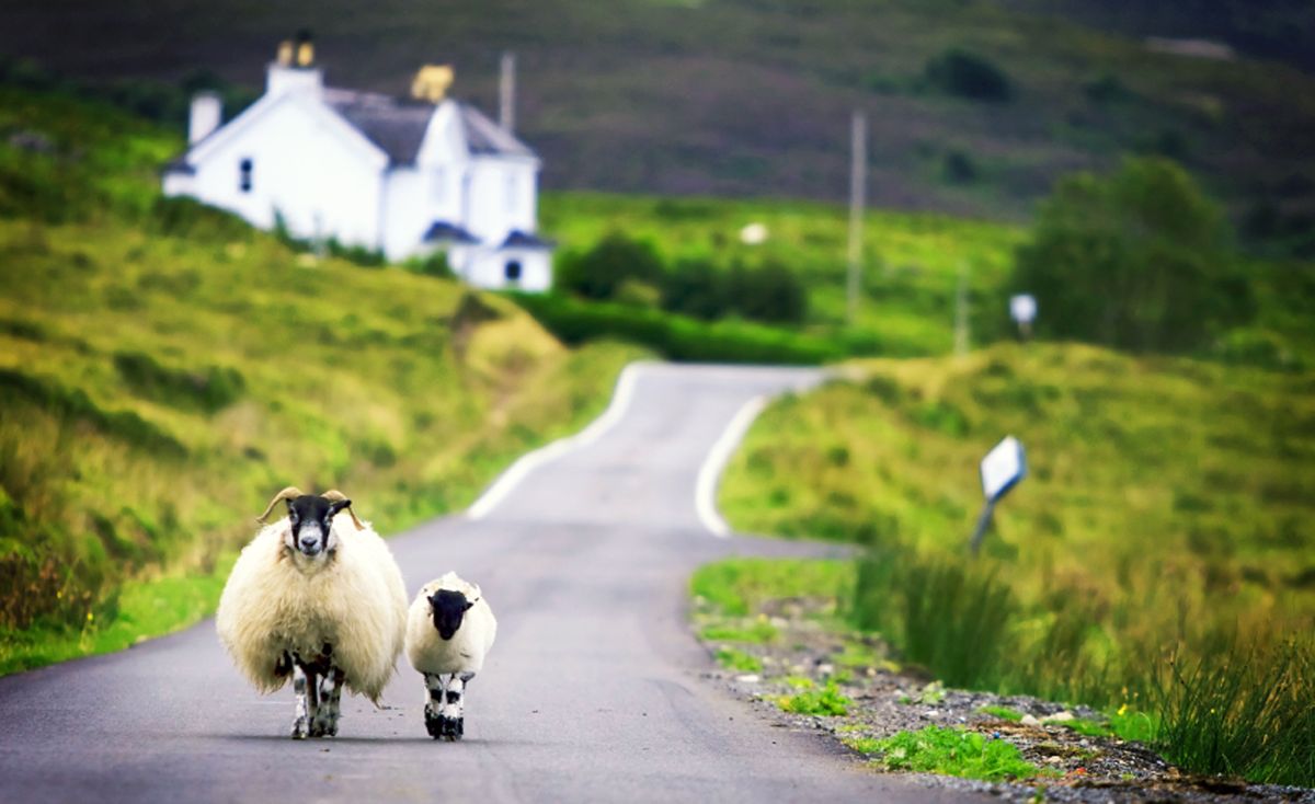 A van in Worcestershire ran over numerous sheep killing eight (Stock photo)