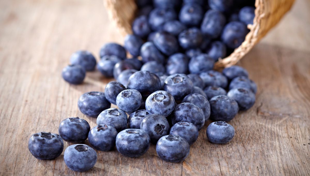 The amount of blueberries grown in Scotland has increased by 10 per cent in the last year