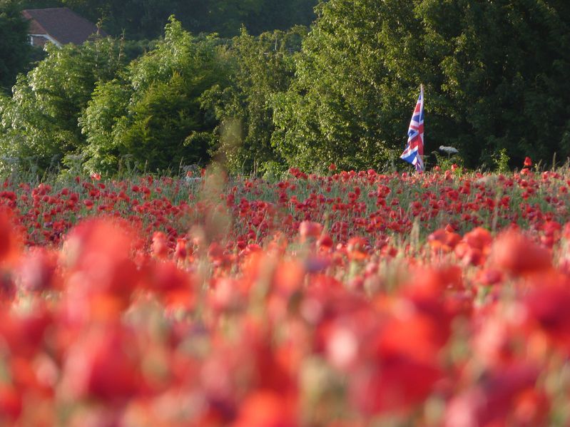 AHDB is hoping British agriculture will capitalise on the UK's exit from the EU