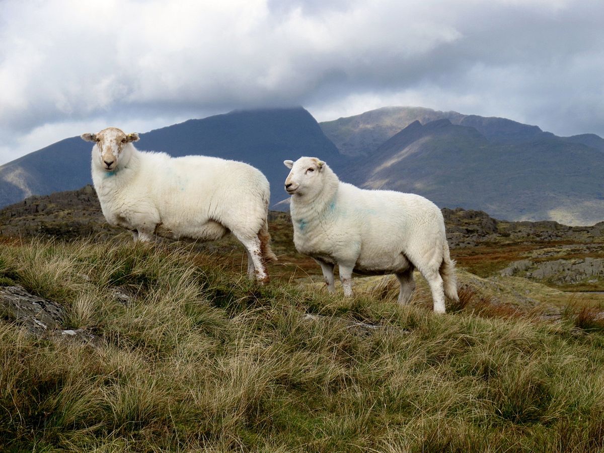 Farmers are calling for a call for a 'free and unfettered' trade deal to be negotiated with Europe