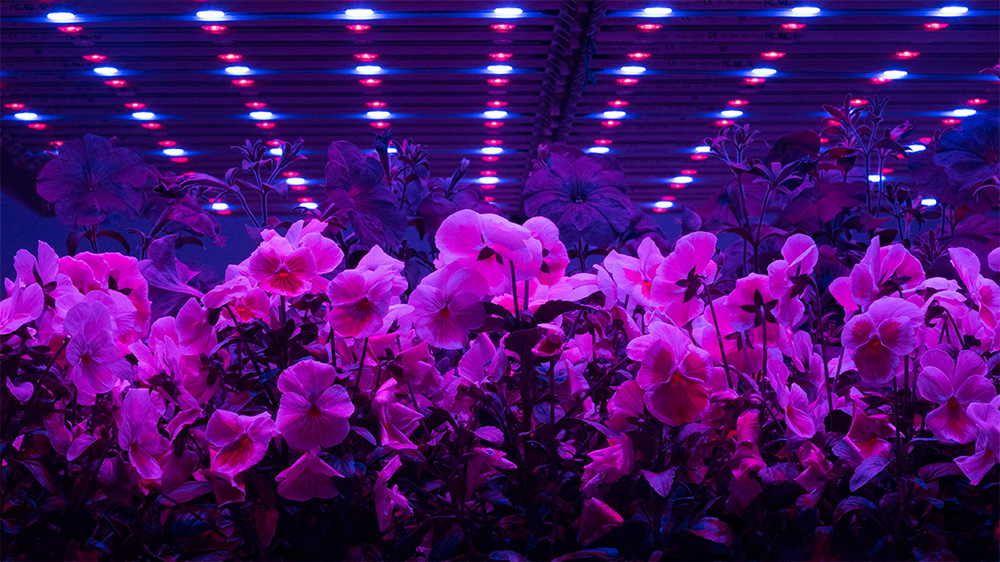 The research at STC aims to gain a greater understanding about the underlying biology of plant responses to various lighting mixes