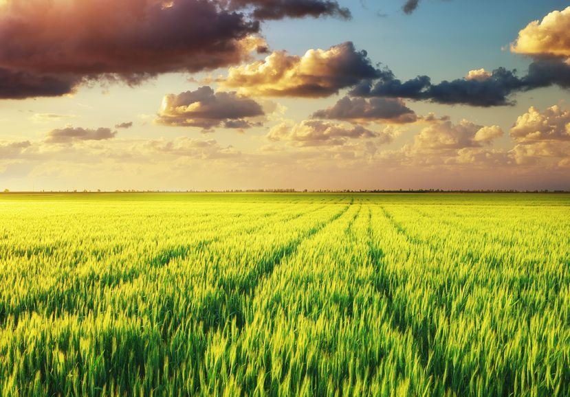 Demand for farmland is 'extremely location specific'