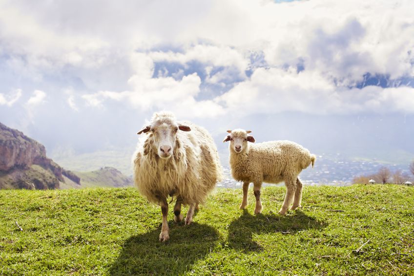 Candidates for the March Crofting Commission elections can now be put forward